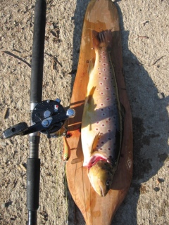 Taimen 1,20 kg