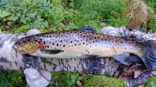 Taimen 520 g