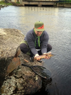 Taimen 1,14 kg