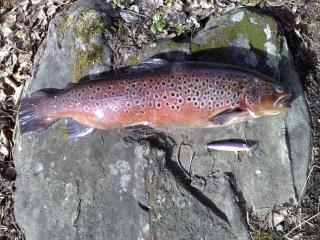 Taimen 1,71 kg
