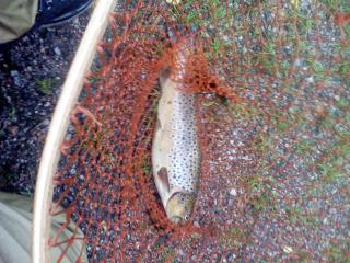 Taimen 1,10 kg