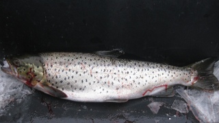 J�rvitaimen 1,50 kg