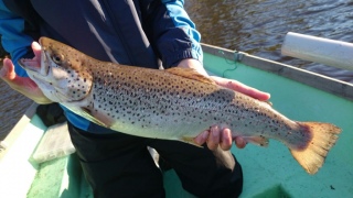 Taimen 1,50 kg