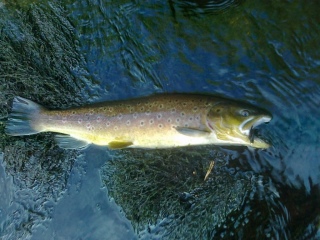 Taimen 1,00 kg