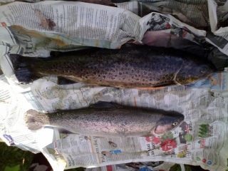 Taimen 1,30 kg