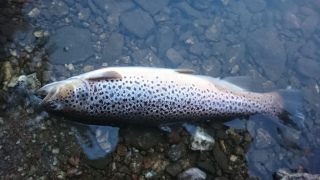 Taimen 1,30 kg