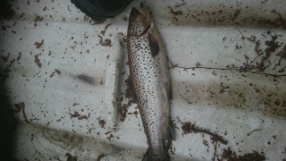 Taimen 1,10 kg