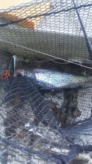 Taimen 2,20 kg