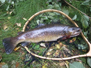 Taimen 1,15 kg