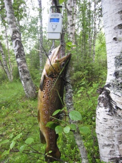 Taimen 1,40 kg