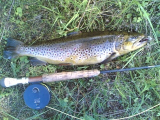 Taimen 1,40 kg