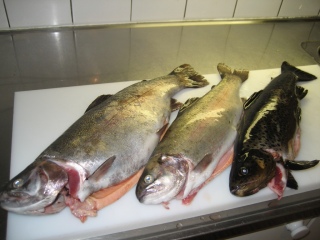 Taimen 1,60 kg