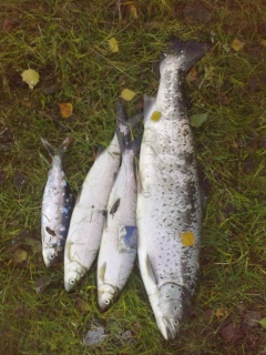 Meritaimen 2,50 kg