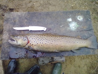 J�rvitaimen 2,00 kg