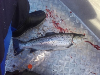 Taimen 2,20 kg