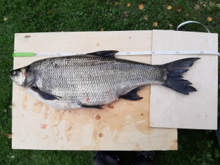 Toutain 6,48 kg