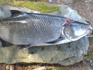 Toutain 3,81 kg