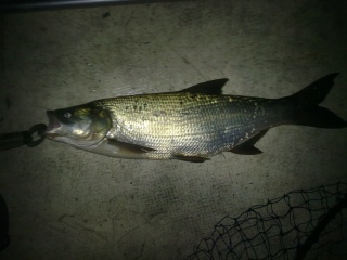 Toutain 2,46 kg
