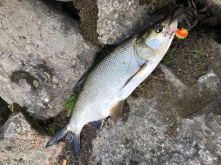 Toutain 800 g