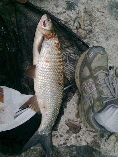 Toutain 1,20 kg