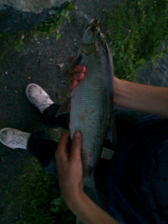 Toutain 1,20 kg