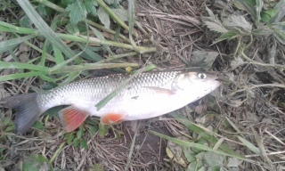 Turpa 350 g