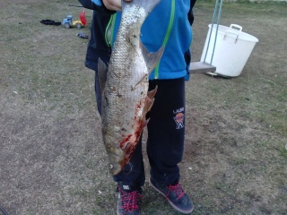 Toutain 2,50 kg