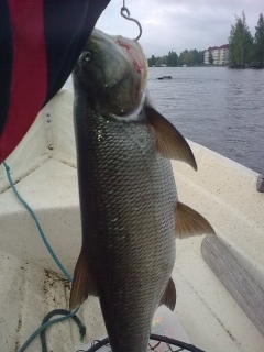 Toutain 3,20 kg
