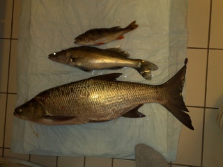 Toutain 2,99 kg