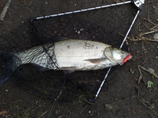Toutain 2,80 kg