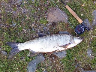 Toutain 2,20 kg