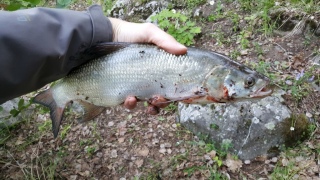 Toutain 700 g