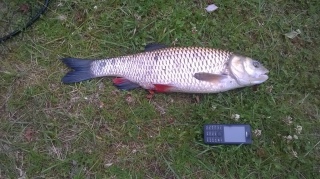 Toutain 2,30 kg