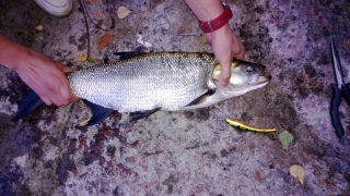 Toutain 1,30 kg