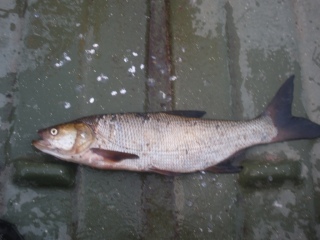Toutain 1,09 kg