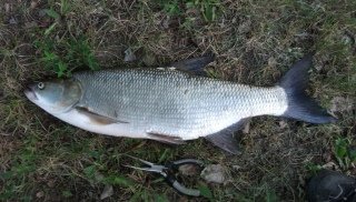 Toutain 3,26 kg