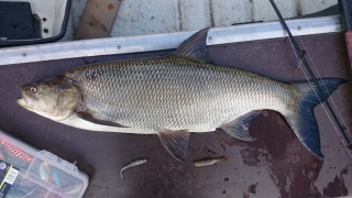 Toutain 4,07 kg