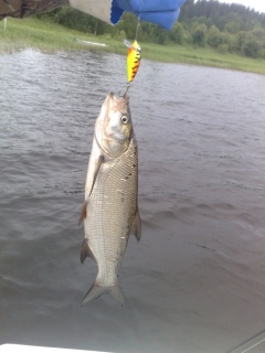 Toutain 1,44 kg