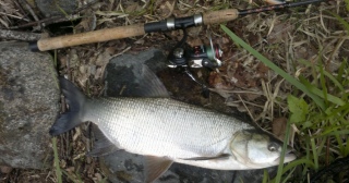 Toutain 1,51 kg