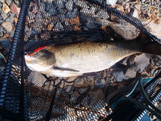 Toutain 2,52 kg