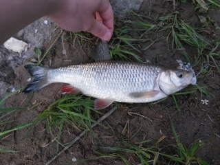 Turpa 200 g