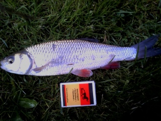 Turpa 305 g