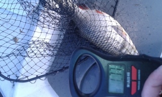 Turpa 1,77 kg