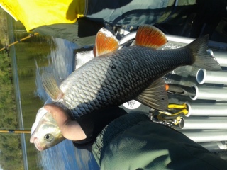 Turpa 1,43 kg