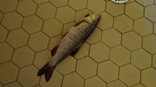 Turpa 1,10 kg