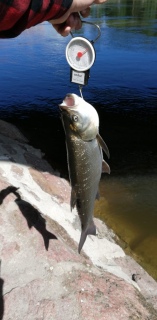 Turpa 3,20 kg