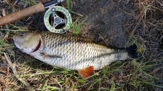Turpa 1,74 kg