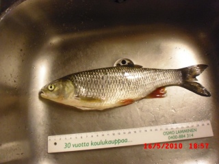 Turpa 200 g