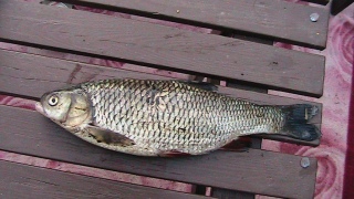 Turpa 1,00 kg