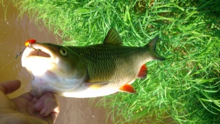 Turpa 1,18 kg